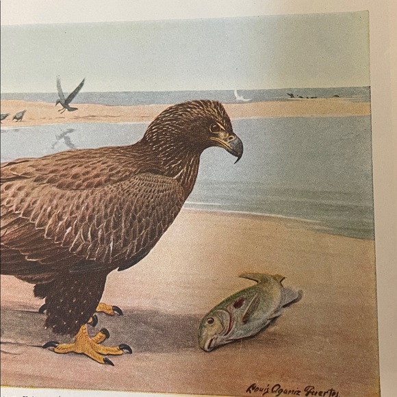 🖤5/$25 Antique Ornithological Bird Print Original Eagle - Picture 15 of 15